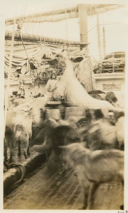 Image: Hoisting walrus on deck of the Roosevelt; with dogs